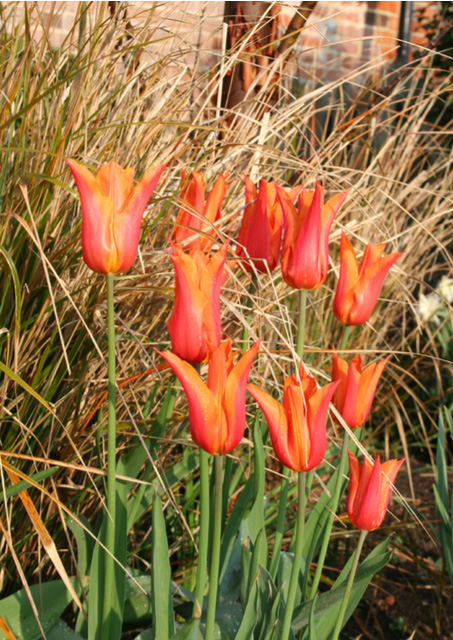 Tulips and Anemathele at Sandhill